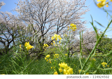 東高根森林公園的櫻花 東高根森林公園的櫻花 114924502