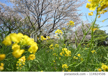 東高根森林公園的櫻花 114924506