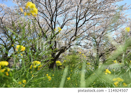 東高根森林公園的櫻花 東高根森林公園的櫻花 114924507