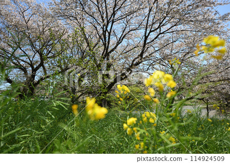 Cherry blossoms at Higashitakane Forest Park 114924509