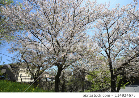 Cherry blossoms at Higashitakane Forest Park 114924673