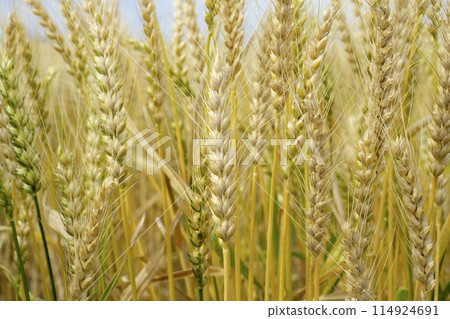 麥田在初夏 麥田在初夏 114924691