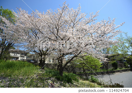 東高根森林公園的櫻花 114924704