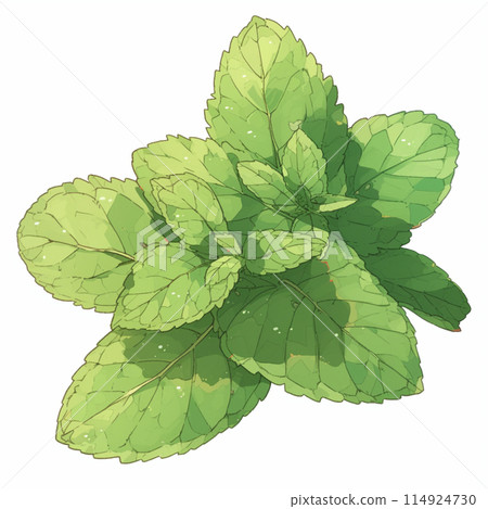 Fresh mint leaves, white background, indoors, background material, watercolor background 114924730