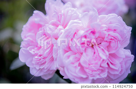 粉紅色的玫瑰花正在綻放 粉紅色的玫瑰花正在綻放 114924750