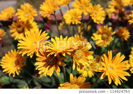 Yellow gazania flowers in full bloom Yellow gazania flowers in full bloom 114924763