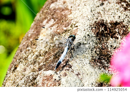 鹽卡拉蜻蜓男 114925054