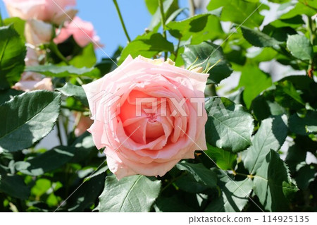 Pink rose "Hamamirai" Pink rose "Hamamirai" 114925135