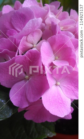 hydrangea, flower, blossom 114925137