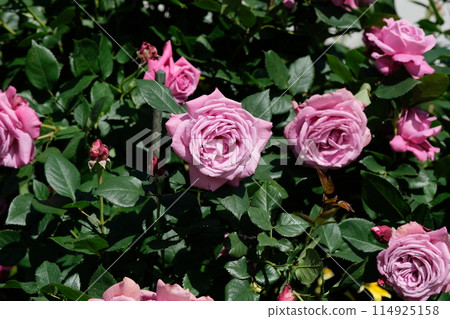 Rose in full bloom "Blue Perfume" 114925158