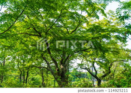 Fresh green maple leaves 114925211