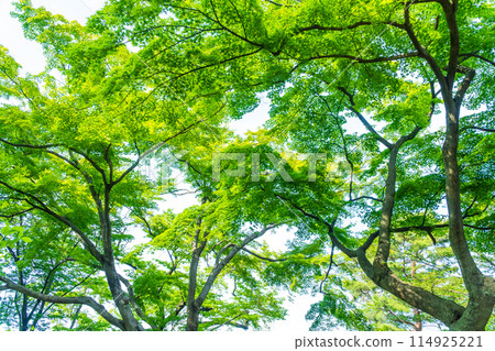 Fresh green maple leaves Fresh green maple leaves 114925221