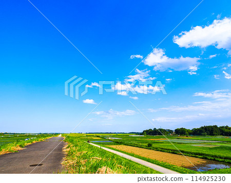 夏季從堤防看到的鄉村景觀 夏季從堤防看到的鄉村景觀 114925230