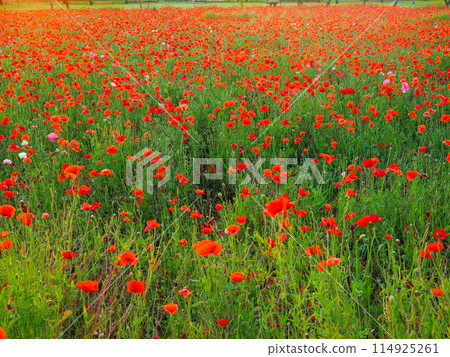 Poppies in the setting sun Poppies in the setting sun 114925261