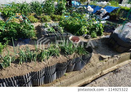 Farm of home garden 114925322
