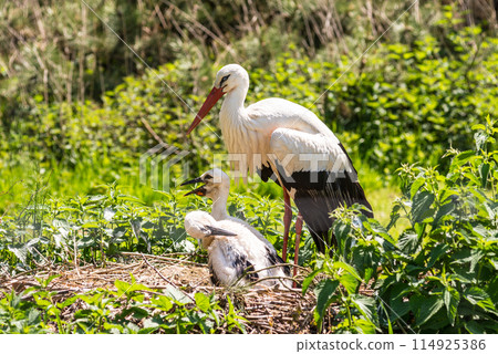 Storks in a nest - birds in the Zoo Dortmund, North Rhine-Westphalia, Germany Storks in a nest - birds in the Zoo Dortmund, North Rhine-Westphalia, Germany 114925386