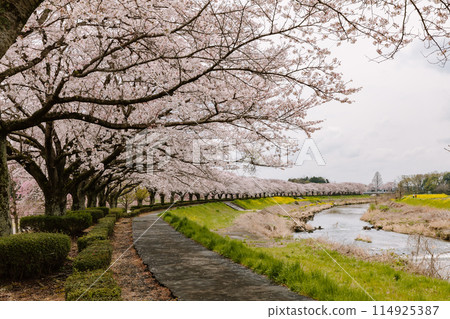 Cherry tree in full bloom Cherry tree in full bloom 114925387