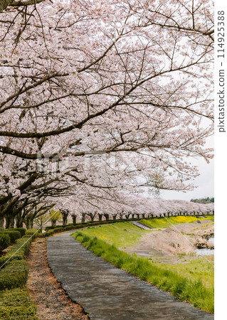 櫻花盛開 114925388