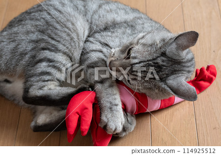 Cat playing with stuffed animals, Sabatra cat 114925512