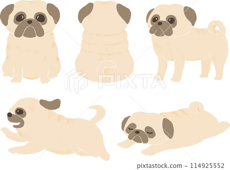 Illustration set of pugs in various poses Illustration set of pugs in various poses 114925552