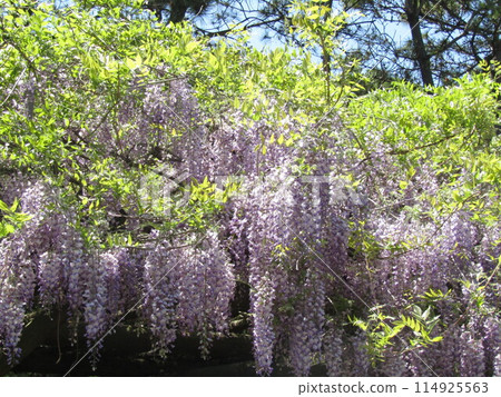 Wisteria flowers on the wisteria trellis in the beach garden at Inage Seaside Park 114925563