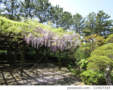Wisteria flowers on the wisteria trellis in the Japanese garden at Inage Seaside Park Wisteria flowers on the wisteria trellis in the Japanese garden at Inage Seaside Park 114925564