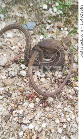 Courtship behavior of the Japanese grass lizard Courtship behavior of the Japanese grass lizard 114925665