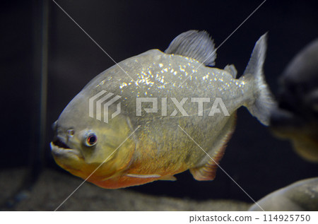 Piranha Piranha 114925750