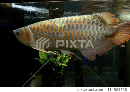 Arowana Arowana 114925758