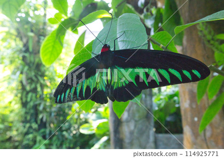 堅持葉子的Swallowtail蝴蝶 堅持葉子的Swallowtail蝴蝶 114925771