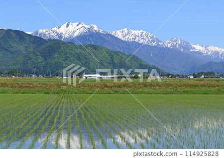 Ushirotateyama mountain range in the Northern Alps in May seen from the foot of the mountain Ushirotateyama mountain range in the Northern Alps in May seen from the foot of the mountain 114925828