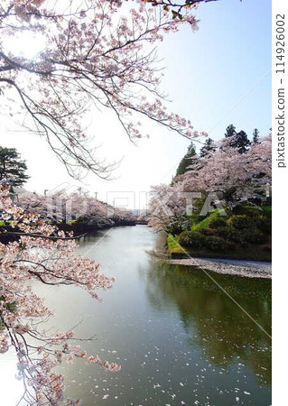 Cherry blossoms in full bloom, Hanaikada, Matsugasaki Park, Sakura, Yoshino cherry blossoms 114926002