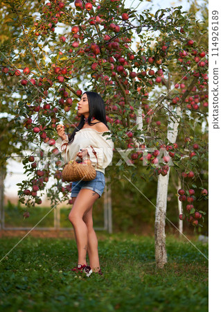 Attractive young woman wearing shorts, picking ripe apples in orchard. Full length of brunette Caucasian lady holding rustic basket full of red apples at daytime. Concept of harvesting, gardening. 114926189
