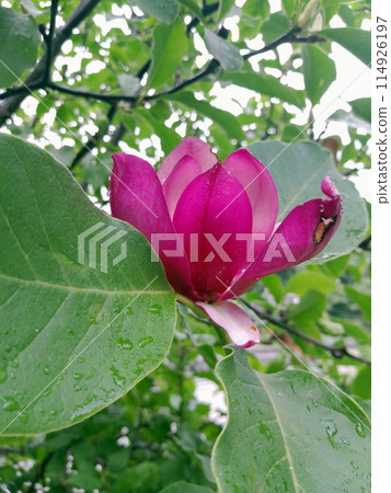 Magnolia pink flower on green leaves background Magnolia pink flower on green leaves background 114926197