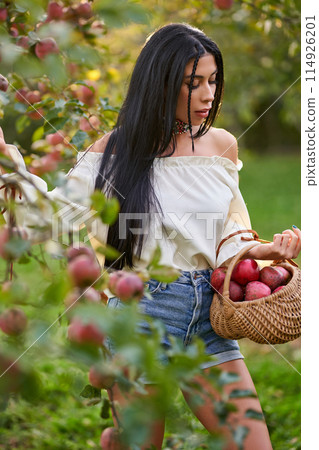 Lovely woman in white shirt is picking fresh apples from tree in village garden. Portrait of young tender lady in jeans shorts, carrying apples in basket at warm sunny day. Gardening, harvest concept. Lovely woman in white shirt is picking fresh apples from tree in village garden. Portrait of young tender lady in jeans shorts, carrying apples in basket at warm sunny day. Gardening, harvest concept. 114926201