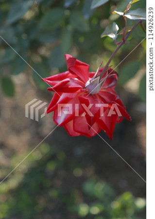 Arao City Ooyamai citizen flower bed Roses flower Arao City Ooyamai citizen flower bed Roses flower 114926239