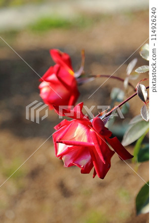 Arao City Ooyamai citizen flower bed Roses flower 114926240