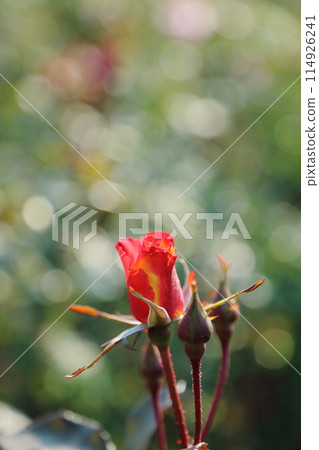 Arao City Ooyamai citizen flower bed Roses flower Arao City Ooyamai citizen flower bed Roses flower 114926241