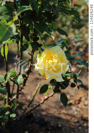 荒尾市Ooyamai市民花床玫瑰花 114926248