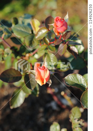 Arao City Ooyamai citizen flower bed Roses flower Arao City Ooyamai citizen flower bed Roses flower 114926250