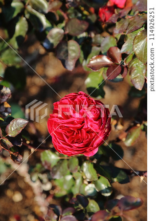 Arao City Ooyamai citizen flower bed Roses flower Arao City Ooyamai citizen flower bed Roses flower 114926251