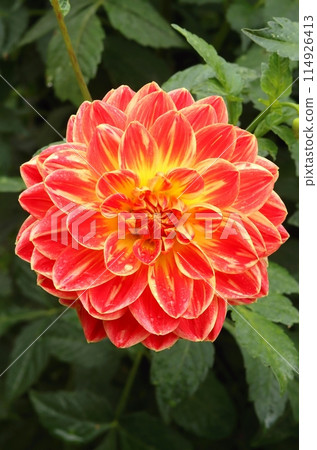 Beautiful garden dahlia flower blooming Beautiful garden dahlia flower blooming 114926413