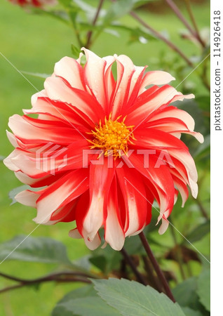 Beautiful garden dahlia flower blooming 114926418