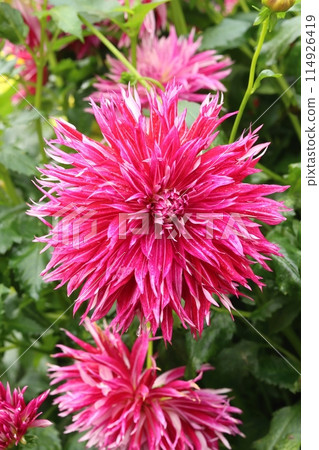 Beautiful garden dahlia flower blooming Beautiful garden dahlia flower blooming 114926419