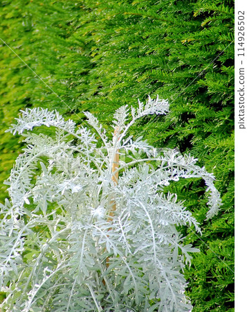 Christmas tree Christmas tree 114926502