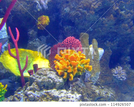 Coral rocks 114926507