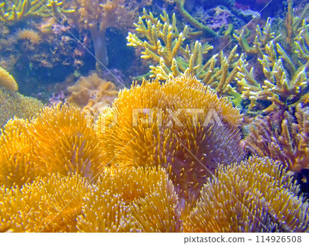Coral sponge Coral sponge 114926508