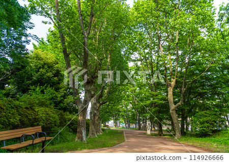 A cool green path surrounded by fresh greenery 114926666