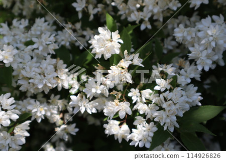 White flowers of Deutzia gracilis blooming in the garden 114926826