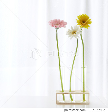 Gerbera Gerbera 114927434